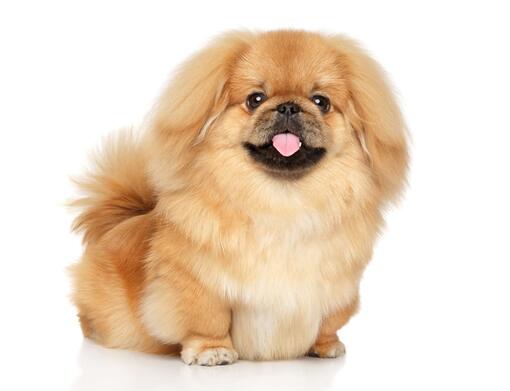 Pekingese images sales